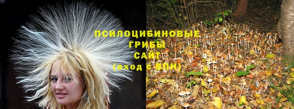 прущие грибы Алзамай