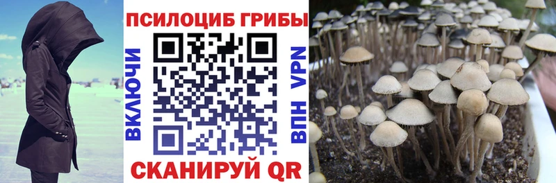 mega ссылки  Краснообск  Псилоцибиновые грибы мицелий 